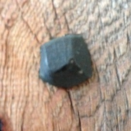 3" - Wrought Head-Rose Head (1) lb of Nails