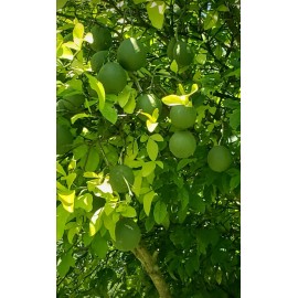 Fresh  100 % Organic  Fresh  Lemon  leaves