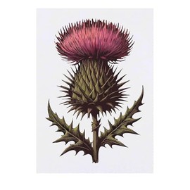 'Scottish Thistle' Temporary Tattoo - Water Resistant, Skin-Safe, Non-Toxic Transfer (TO00078103)