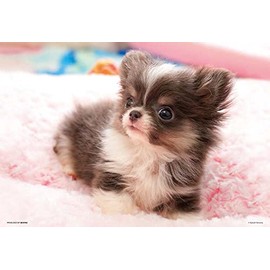 Beverly 300-008 300 Piece Jigsaw Puzzle, Chihuahua Bok, 10.2 x 15.0 inches (26 x 38 cm), Made in Japan