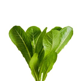 edn SmallGarden Bibb Lettuce SeedPods - 10 Pack