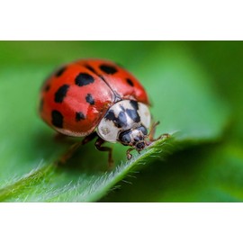 Macro Ringlight Flash with LED Display Compatible with Nikon D40