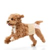 Ambreview Dog Diapers Female, Disposable Diapers for Female Dog with