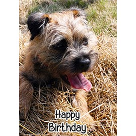 Border Terrier Birthday Card