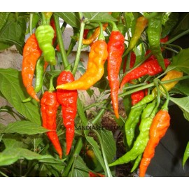 Sunshine Seeds Bhut Jolokia Red Ghost Pepper Seeds (15) / ORGANIC / FLORIDA GROWN / VERY SPICY