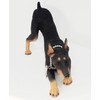 Conversation Concepts Doberman Figurine Black MyDog