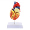 Human Heart Model – Life-Size Medical Teaching Heart with Numbered