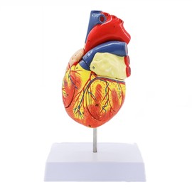 Human Heart Model – Life-Size Medical Teaching Heart with Numbered Identification, Magnetic Detachable Design, Mounted Display Base & Instruction Manual for Classroom & Study (2X Life Size)