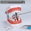 faruijie Detachable Teeth for Typodont - 32 PCS Removable Teeth