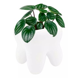 Muna  Maceta Forma Muela Consultorio Dentista Odontólogo Grande