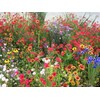 3000+ Seeds Fragrant Garden Mix Wildflowers eldcy (Seeds)