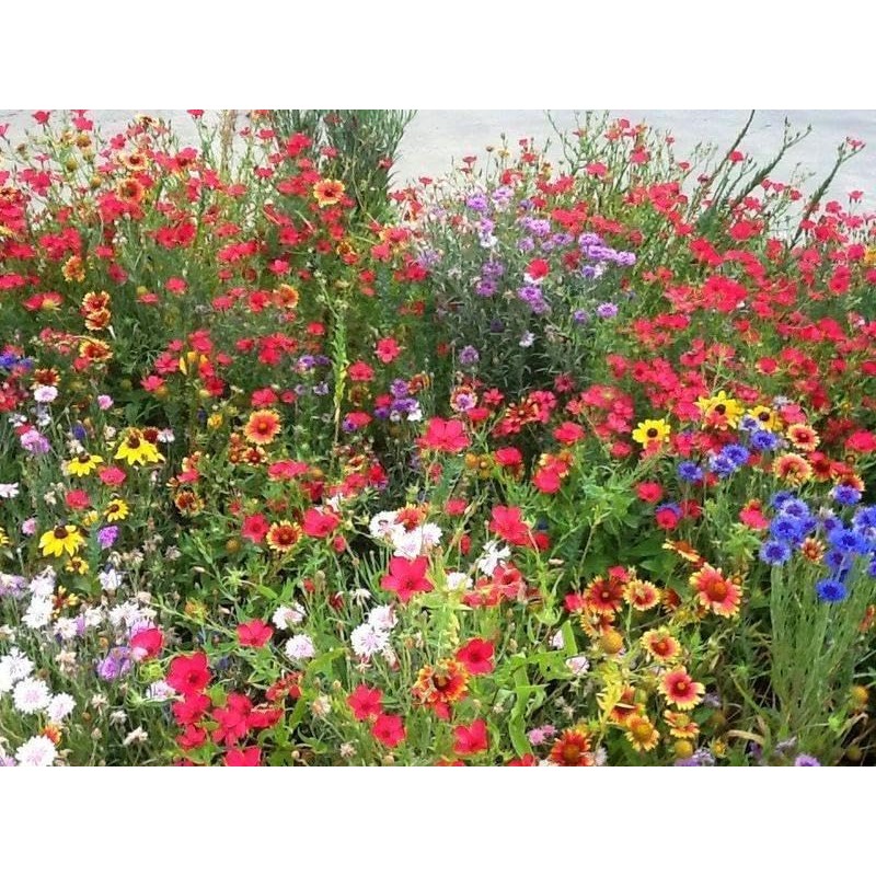 3000+ Seeds Fragrant Garden Mix Wildflowers eldcy (Seeds)