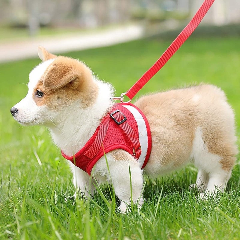 Cat Harness, Collar, For Dogs & Cats, Small Dogs, Rabbit,