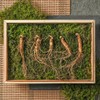 Jayeon Dure 강원도 산이키운삼 7년근 진품 산양삼 5뿌리 세트 Gangwon-do Mountain-Grown 7-Year Old Genuine Mountain Ginseng 5 Root Set