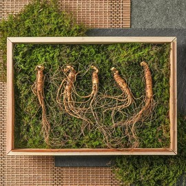 Jayeon Dure 강원도 산이키운삼 7년근 진품 산양삼 5뿌리 세트 Gangwon-do Mountain-Grown 7-Year Old Genuine Mountain Ginseng 5 Root Set