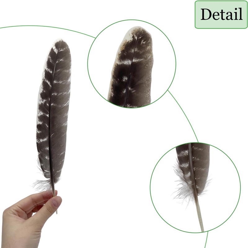 5pcs Natural Turkey Feathers 10-12 inch Wild Spotted Feathers for