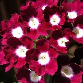 CHUXAY GARDEN Red with White Eye Verbena Obsession Seed 35 Seeds Ornamental Flowering Plant Highly Fragrant Wonderful Choice for Garden