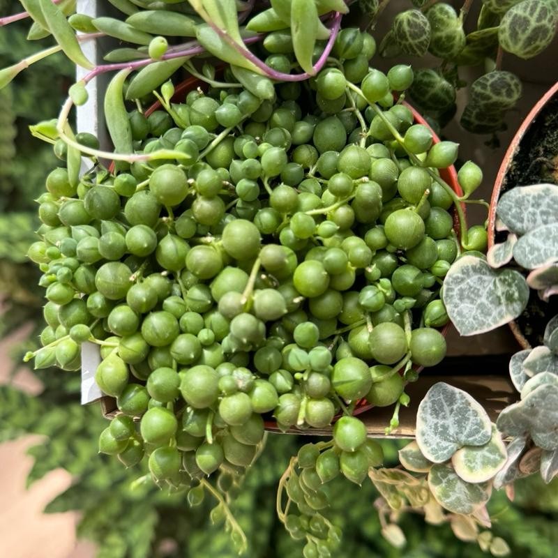 String Of Things Variety Box 4 Plants