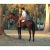 Parelli Horseman's Strong Lightweight Simple Knots Everyday Use UV Resistant