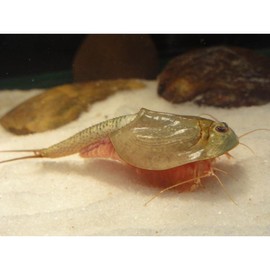 MAHYIM Triops Kits The Living Fossil