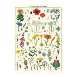 Cavallini Decorative Paper - Wildflowers 20"x28" Sheet