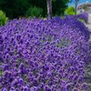 Outsidepride Lavender Hidcote - 1000 Seeds