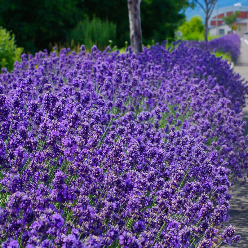 Outsidepride Lavender Hidcote - 1000 Seeds