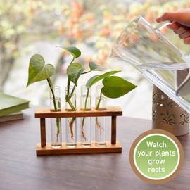 D'Eco Glass Plant Propagation Station (Set of 4 Tubes w Wooden Display)- Grow Hydroponics & Watch Them Grow Roots - Tabletop Vases for Home & Office Botanical Decor- Holiday Xmas Gift for Plant Lovers