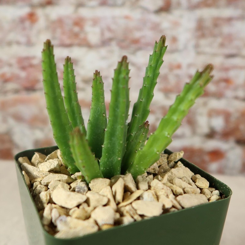 Stapelia scitula Cacti Cactus Succulent Real Live Plant