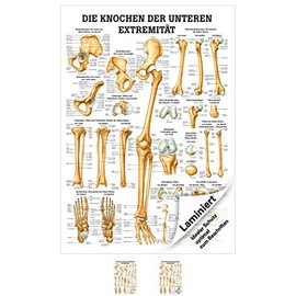 Sport-Tec The Bones of the Lower Extremity Mini Poster Anatomy 34 x 24 cm