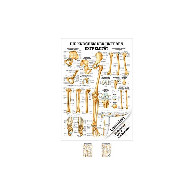 Sport-Tec The Bones of the Lower Extremity Mini Poster Anatomy