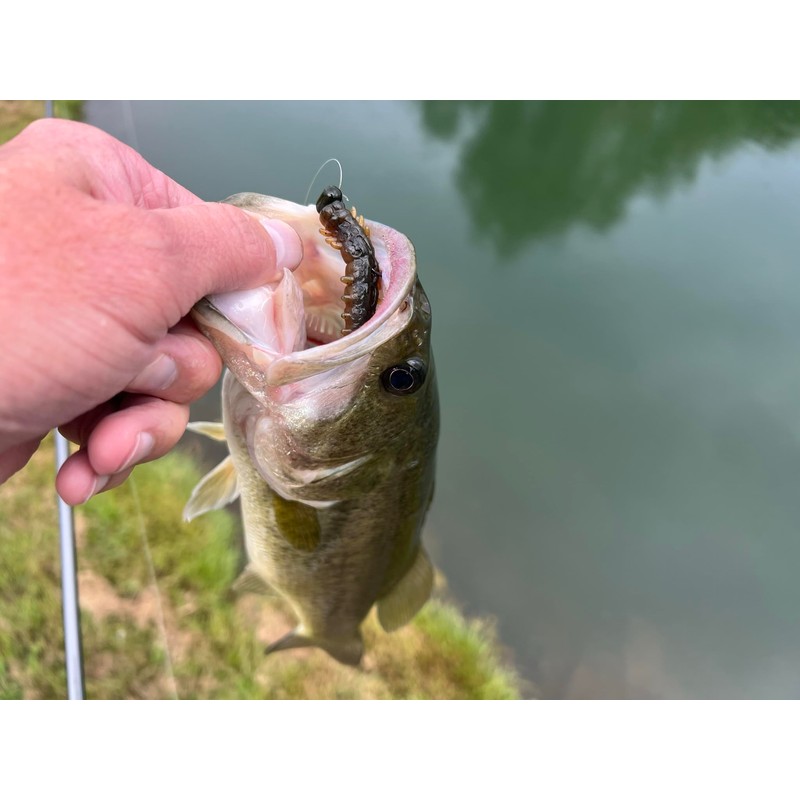 Rebel LIVEFLEX™ Cata Crawler Soft Plastic - Wooly Bear -