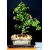 Indoorbonsaiexotics Dwarf Weeping Cherry Beginner Bonsai Tree (Indoors)