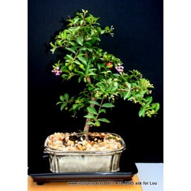 Indoorbonsaiexotics Dwarf Weeping Cherry Beginner Bonsai Tree (Indoors)