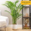 Costa Farms Majesty Palm Live Plant in Decorative Pot, Large