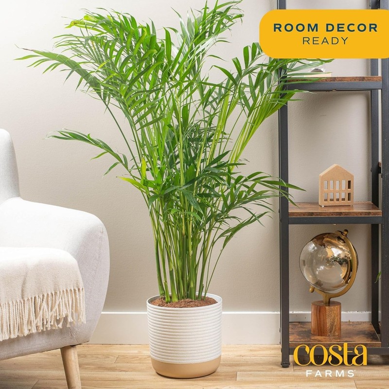 Costa Farms Majesty Palm Live Plant in Decorative Pot, Large