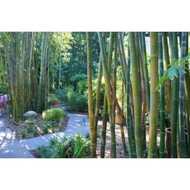 Oldhamii Bamboo | 1 Live Plant | Bambusa Oldhamii | Privacy Screen Bamboo | Fast-Growing Garden Foliage | Tall Decorative Landscape Specimen