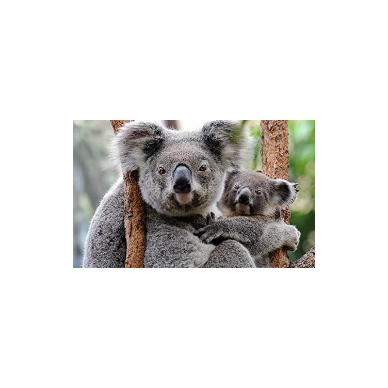 EUCALYPTUS ESSENTIAL OIL 100% PURE16 oz