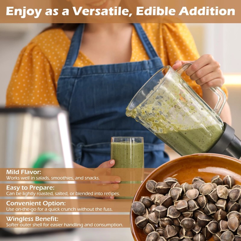 200 Moringa Oleifera Seeds 2 oz. WINGLESS Fresh Organic Semillas