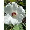 Foothill Gardens 50 Hardy White Hibiscus Seeds - organically grown,