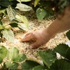 HealthiStraw GardenStraw Mulch Box, 2 cu ft (10 lb) –