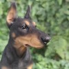 Vivid Arts Dobermann-Pinscher – Gartendekoration für drinnen und draußen