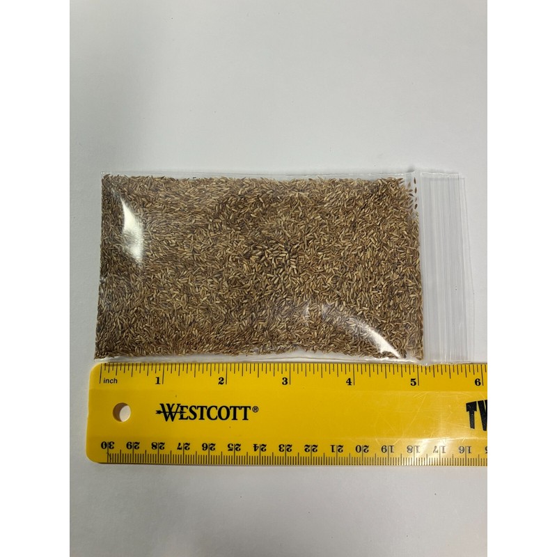 Link Zenith Zoysia 12,000+ Grass Seeds for a Healthy, Low-Maintenanc