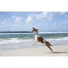 Waboba Tailwind Bouncing Ball