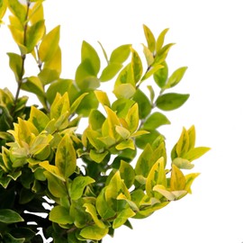 Ligustrum Japonicum Howardi I 1 Large Gallon Size Plant I Variegated Privet Howard I Quality, Evergreen Japanese Privet Shrub for Ornamental Landscaping, Fast-Growing, Low-Maintenance