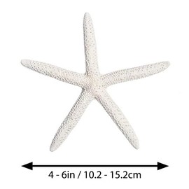 White Finger Starfish - 10 White Finger Starfish 4"-5" - Real White Starfish Shells for Beach Décor and Crafts