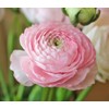 Ranunculus Bulbs for Planting - Ranunculus Flower Seeds - 25