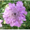 Freshseed Pincushion Flower Scabiosa Mix of colors 100 + fresh
