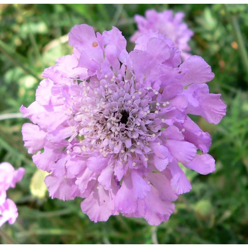 Freshseed Pincushion Flower Scabiosa Mix of colors 100 + fresh