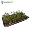 Samenshop24® Organic Cultivation Set (The Original)